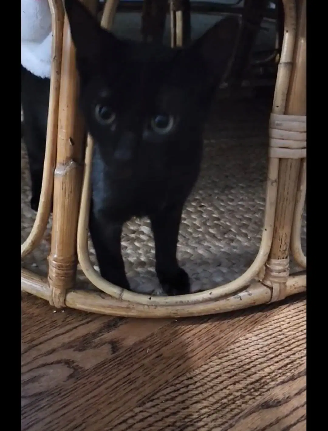 Riley Aka Baba O'reily - Domestic Short Hair