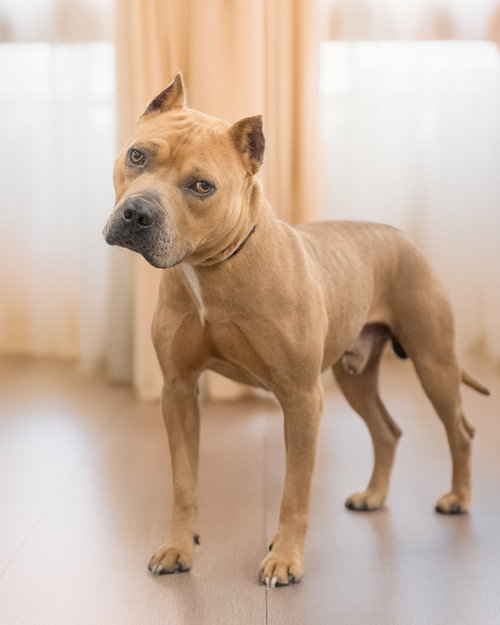 Grizzly, Terrier / Mixed (short coat)