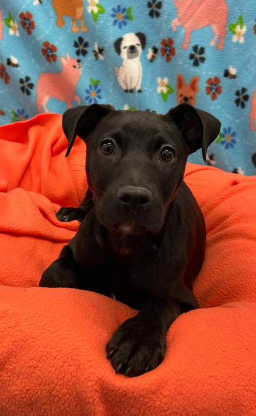 AZALEA, a dog for adoption from Last Chance Animal Rescue