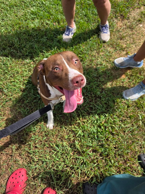 BAILEY, a dog for adoption from Last Chance Animal Rescue