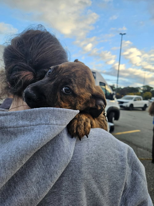 LAINEY, a dog for adoption from Last Chance Animal Rescue
