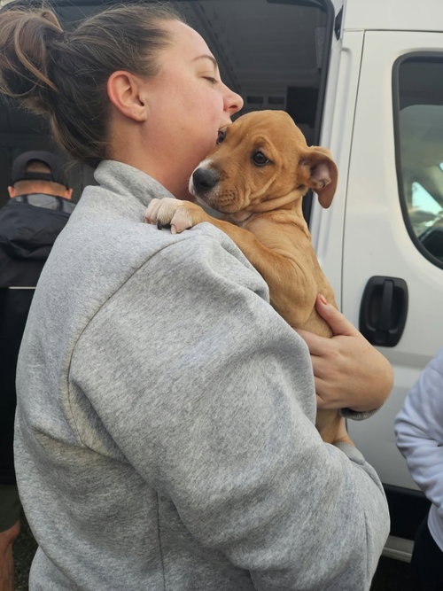 HAZEL, a dog for adoption from Last Chance Animal Rescue