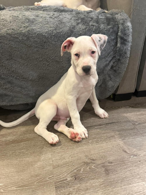 Huck, Unknown breed
