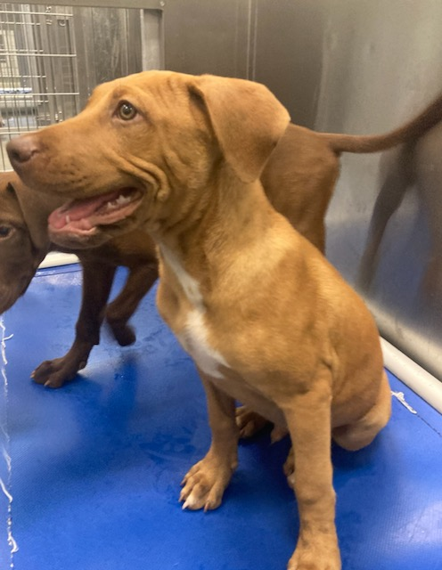 EARDWOLF, a dog for adoption from Last Chance Animal Rescue