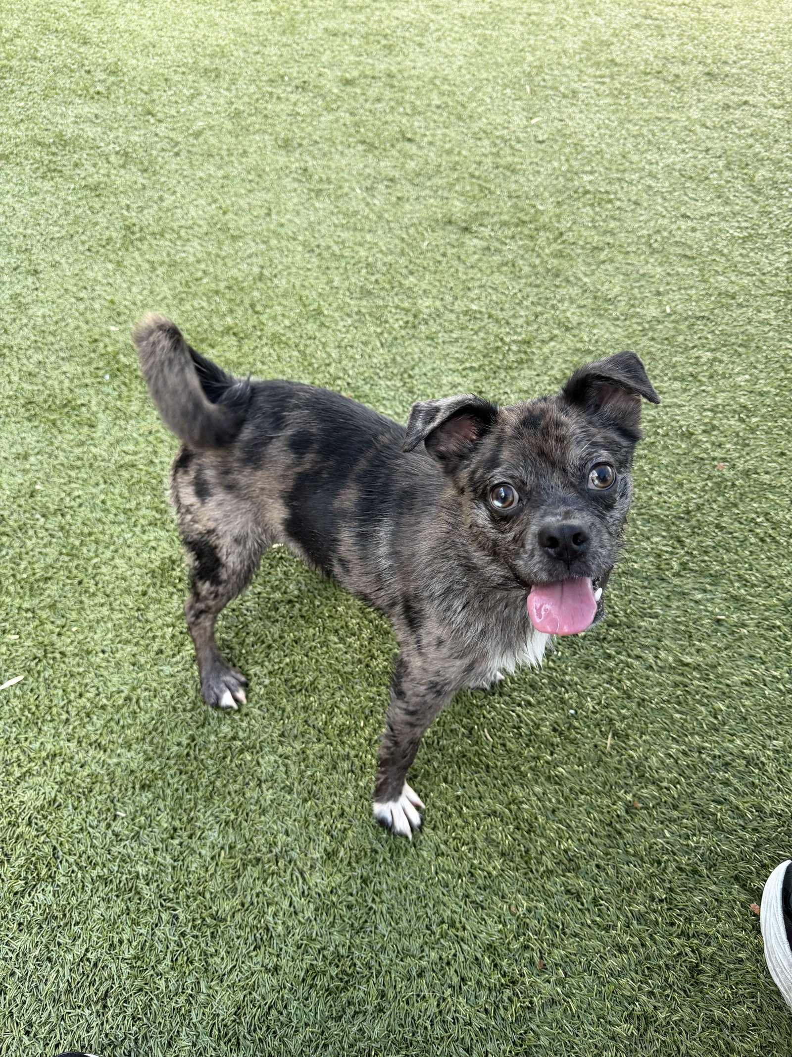 Rizzo, Mixed Breed