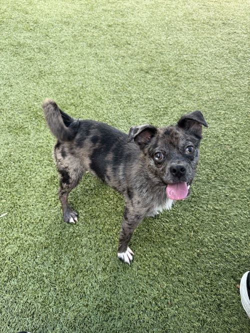 RIZZO, a dog for adoption from Last Chance Animal Rescue