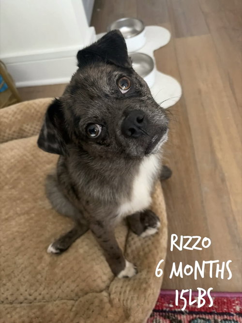 Rizzo, Unknown breed
