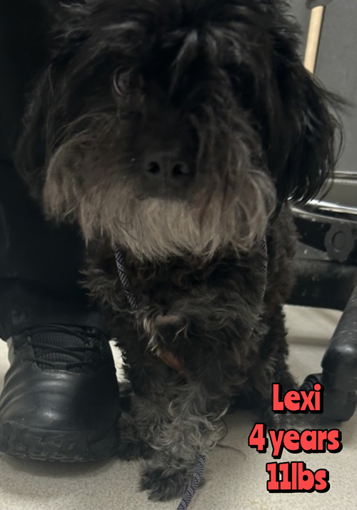 LEXI, a dog for adoption from Last Chance Animal Rescue