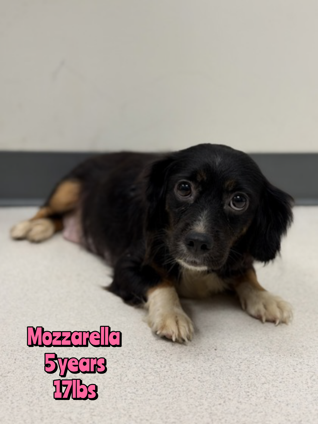Mozzarella, Mixed Breed