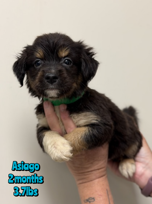 ASIAGO, a dog for adoption from Last Chance Animal Rescue