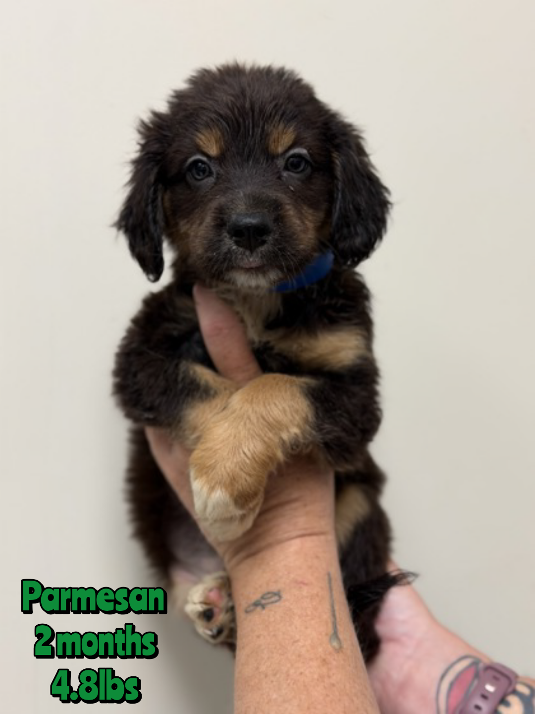 Parmesan, Mixed Breed