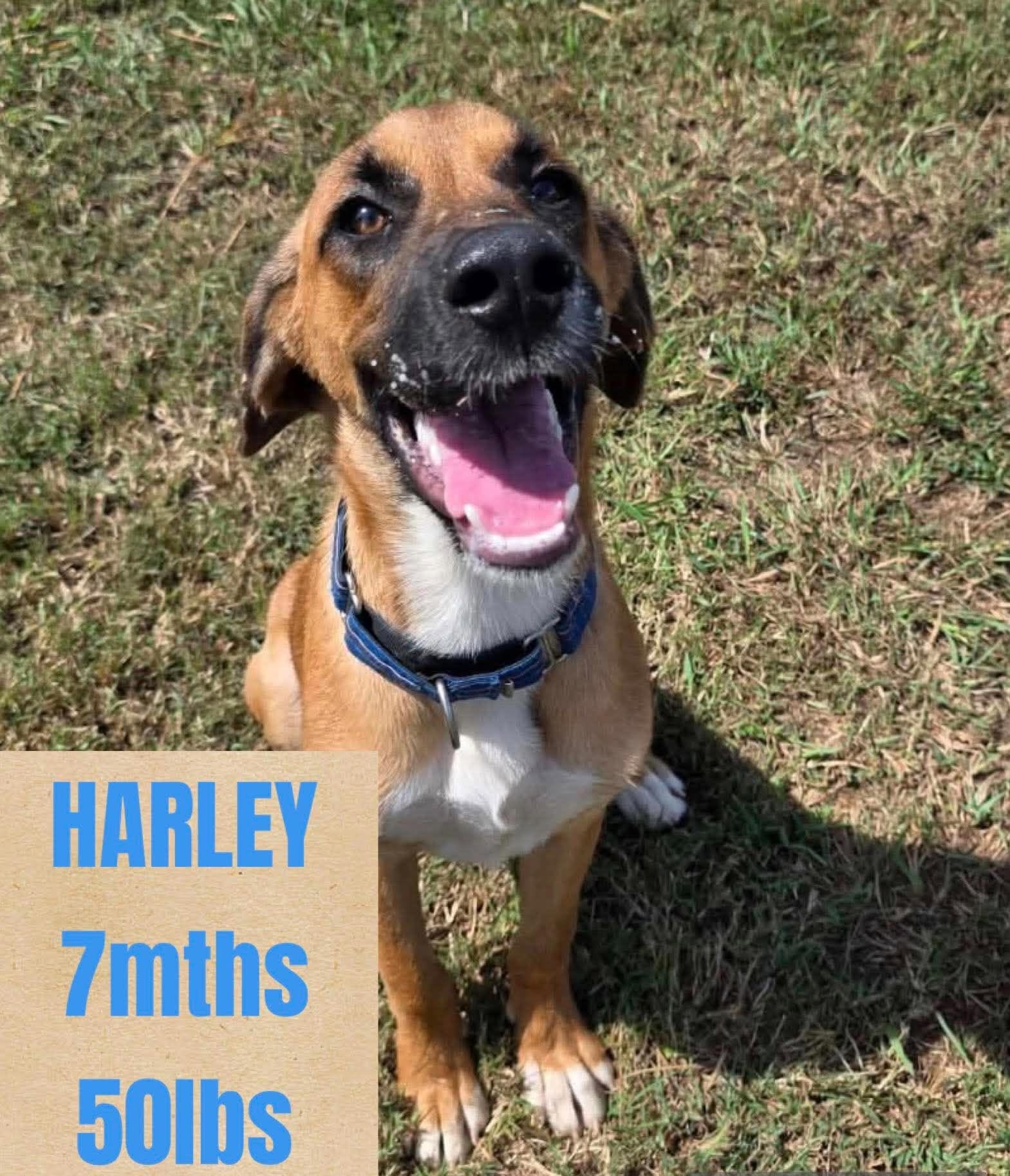 HARLEY
