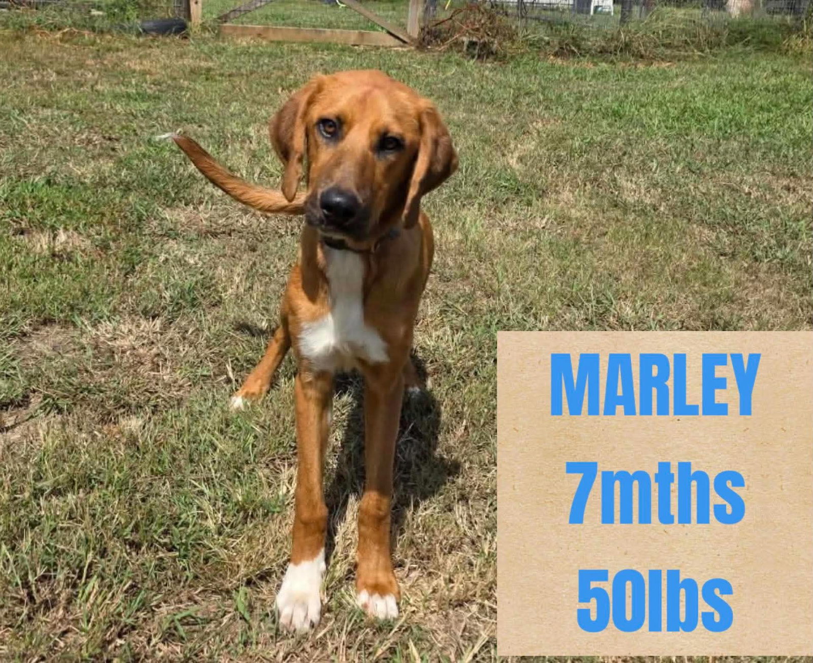 MARLEY