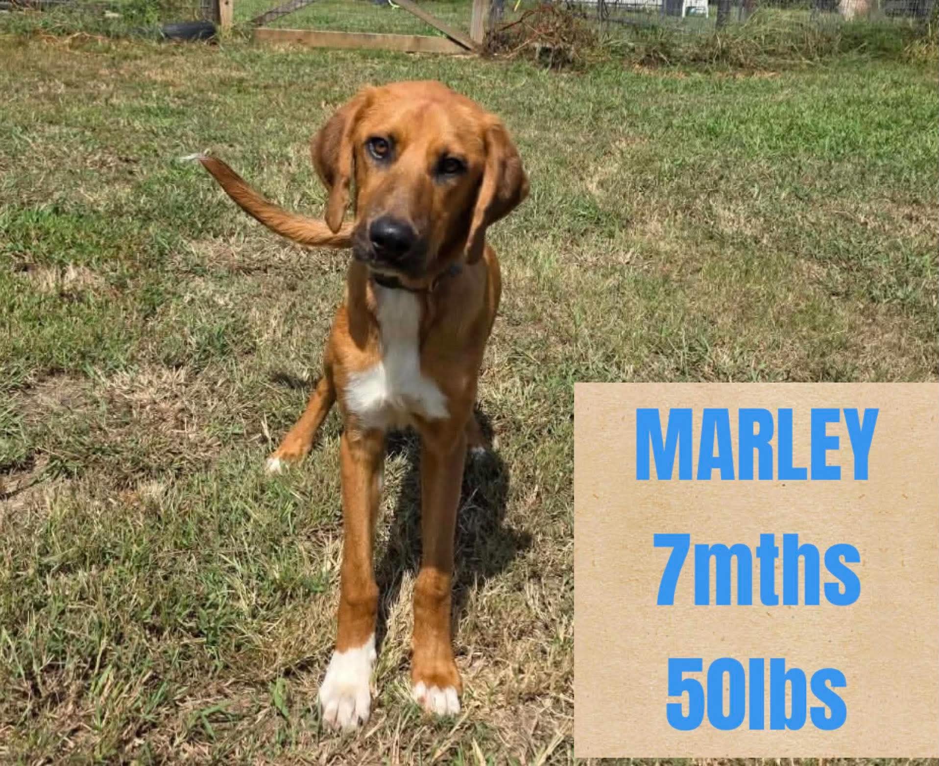 Marley - Unknown