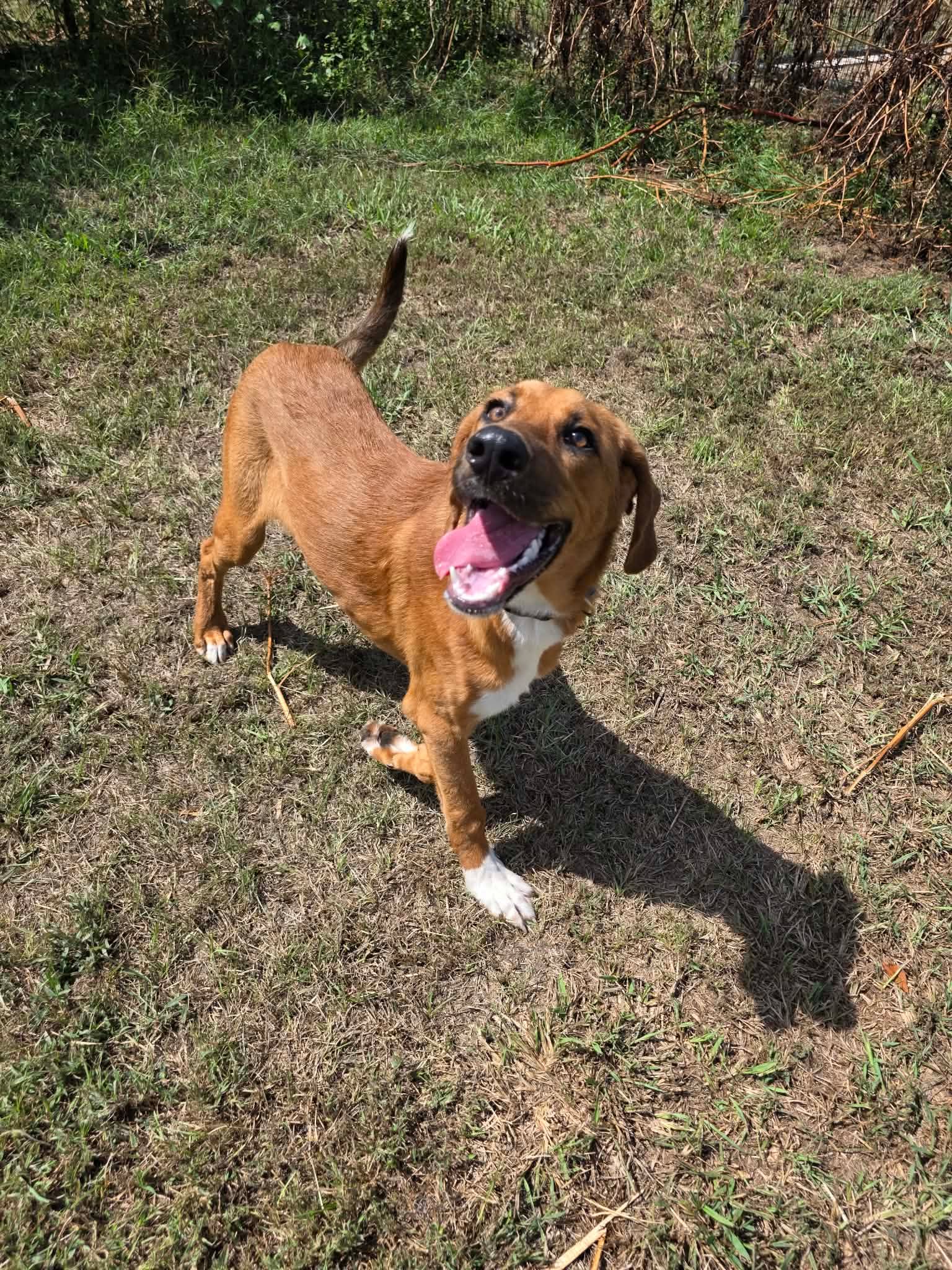 MARLEY, photo 4