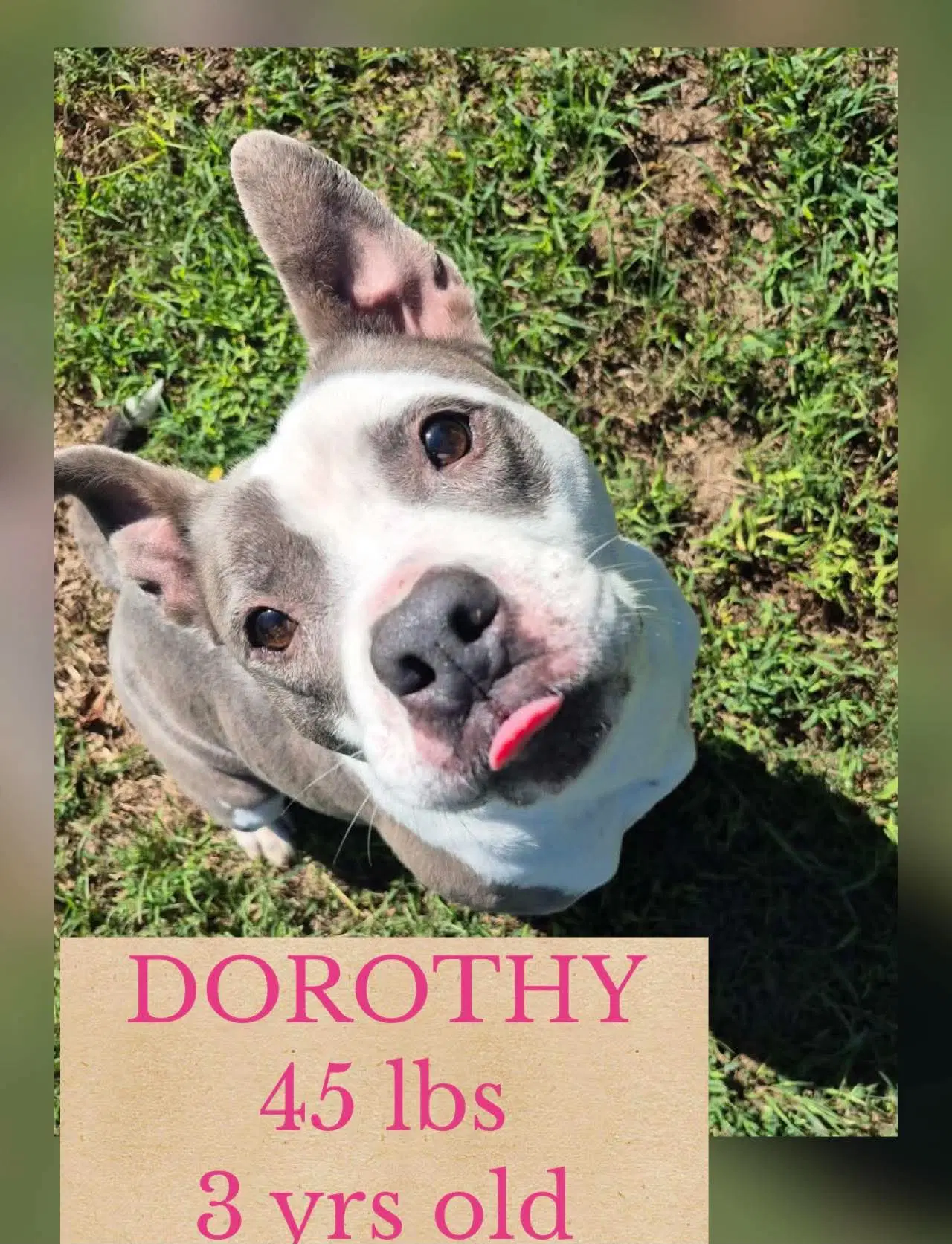 Dorothy - Unknown