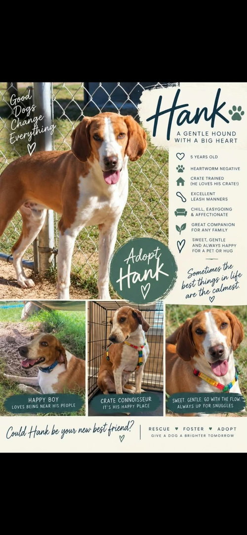 HANK, a dog for adoption from Last Chance Animal Rescue