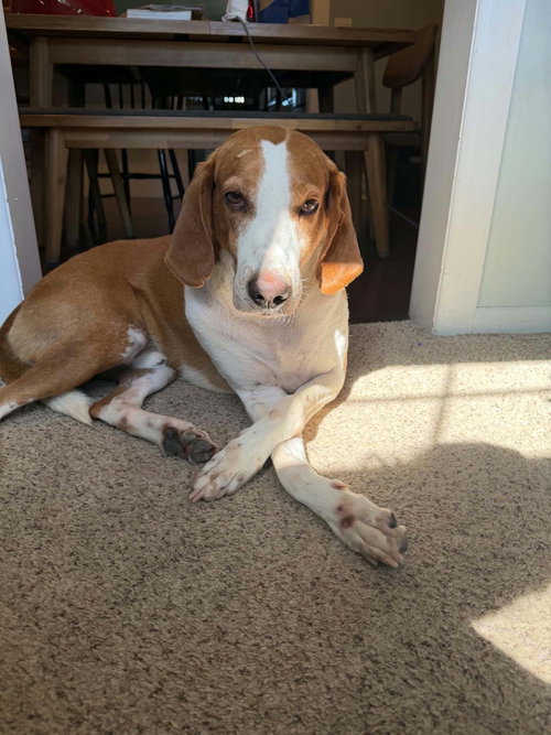 Hank, Hound / Mixed