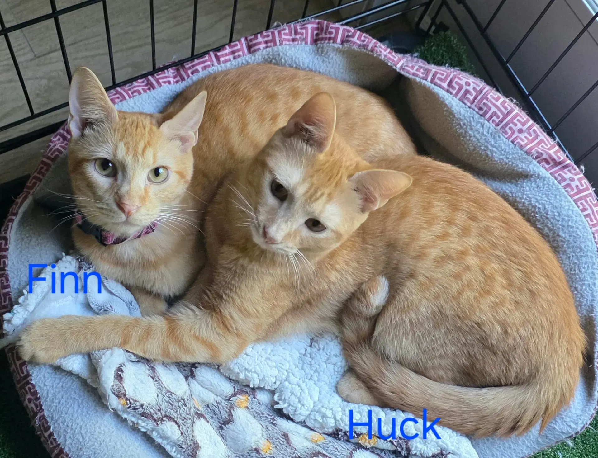 Huck - Domestic Short Hair