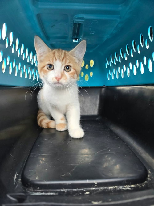 CIDER, a cat for adoption from Last Chance Animal Rescue