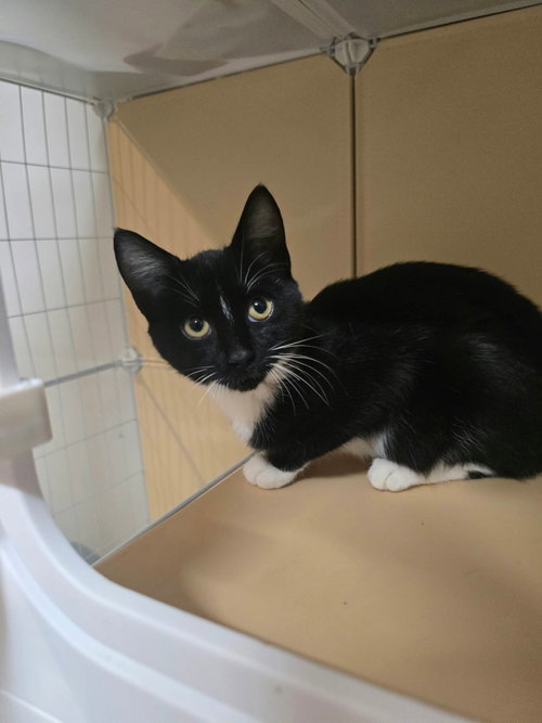 DUO, a cat for adoption from Last Chance Animal Rescue