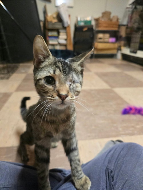 TYCO, a cat for adoption from Last Chance Animal Rescue