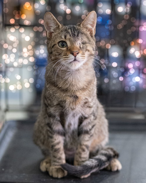 Tyco, Domestic Short Hair / Mixed (short coat)