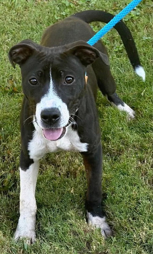 Oaklynn, Unknown breed