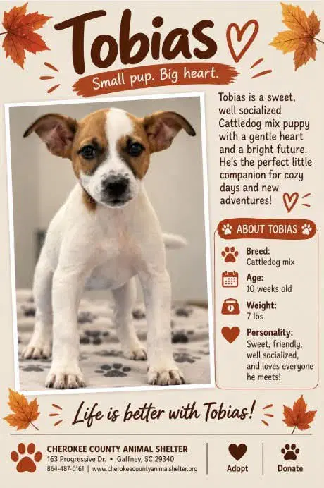 Tobias - Cattle Dog