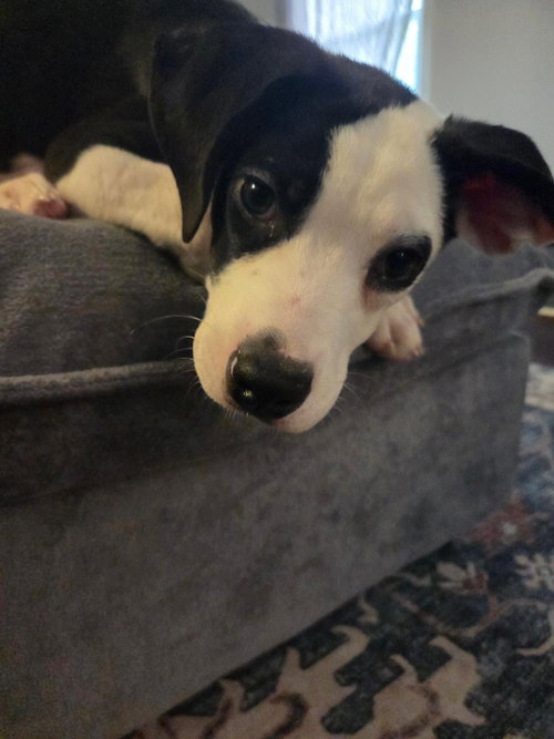 Bacon, Cattle Dog / Mixed