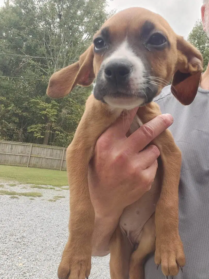 Poppy - Cattle Dog