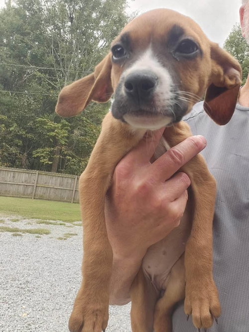Poppy, Cattle Dog / Mixed