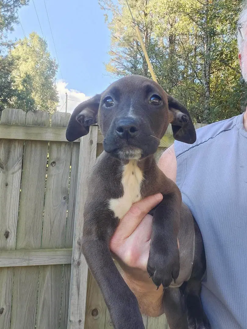 Stella Luna - Cattle Dog