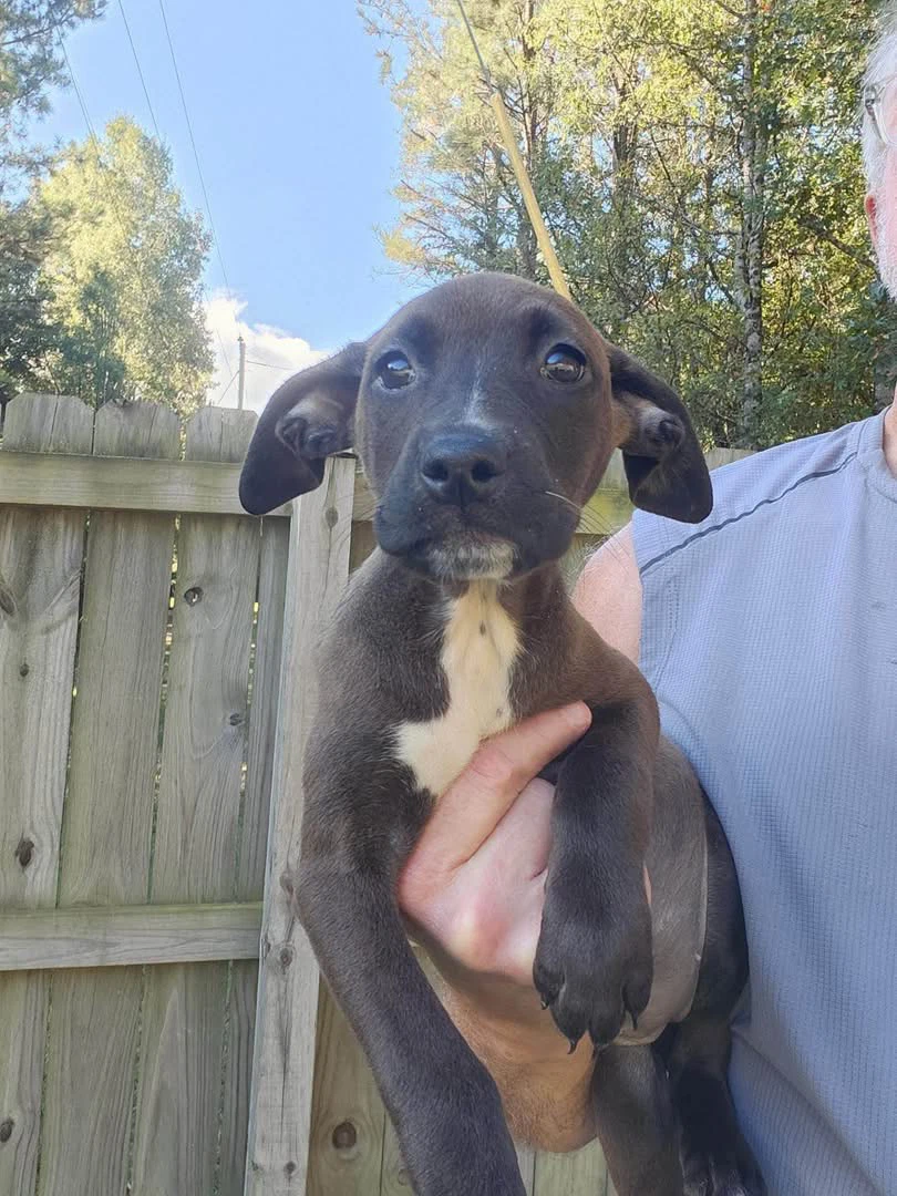 Stella Luna