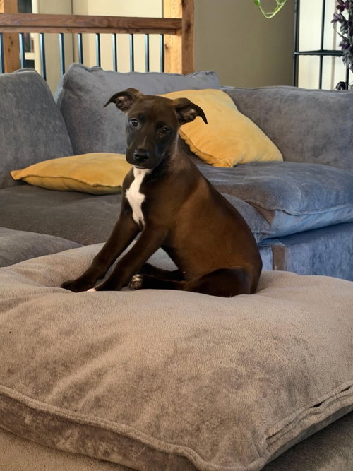 Stella Luna, Cattle Dog / Mixed