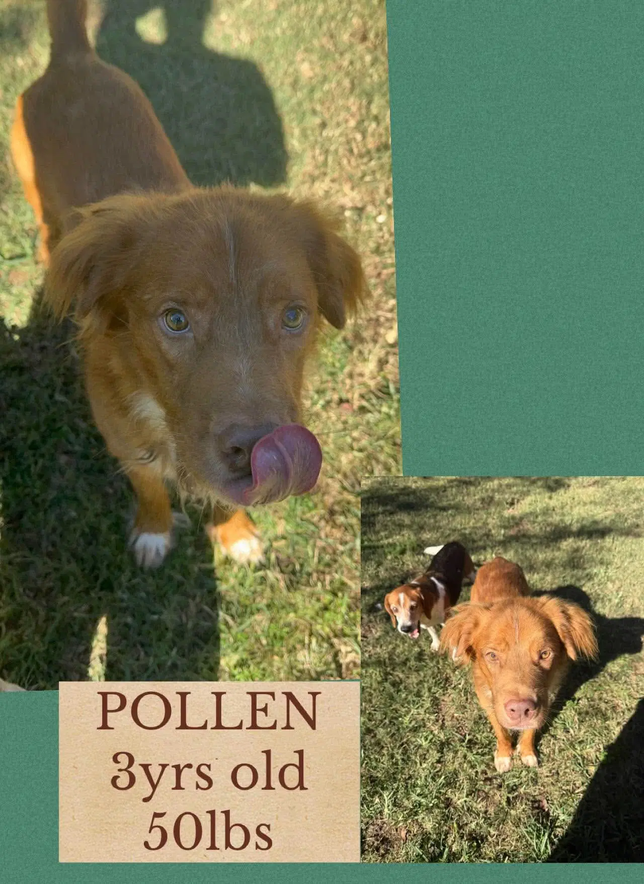 Pollen - Unknown