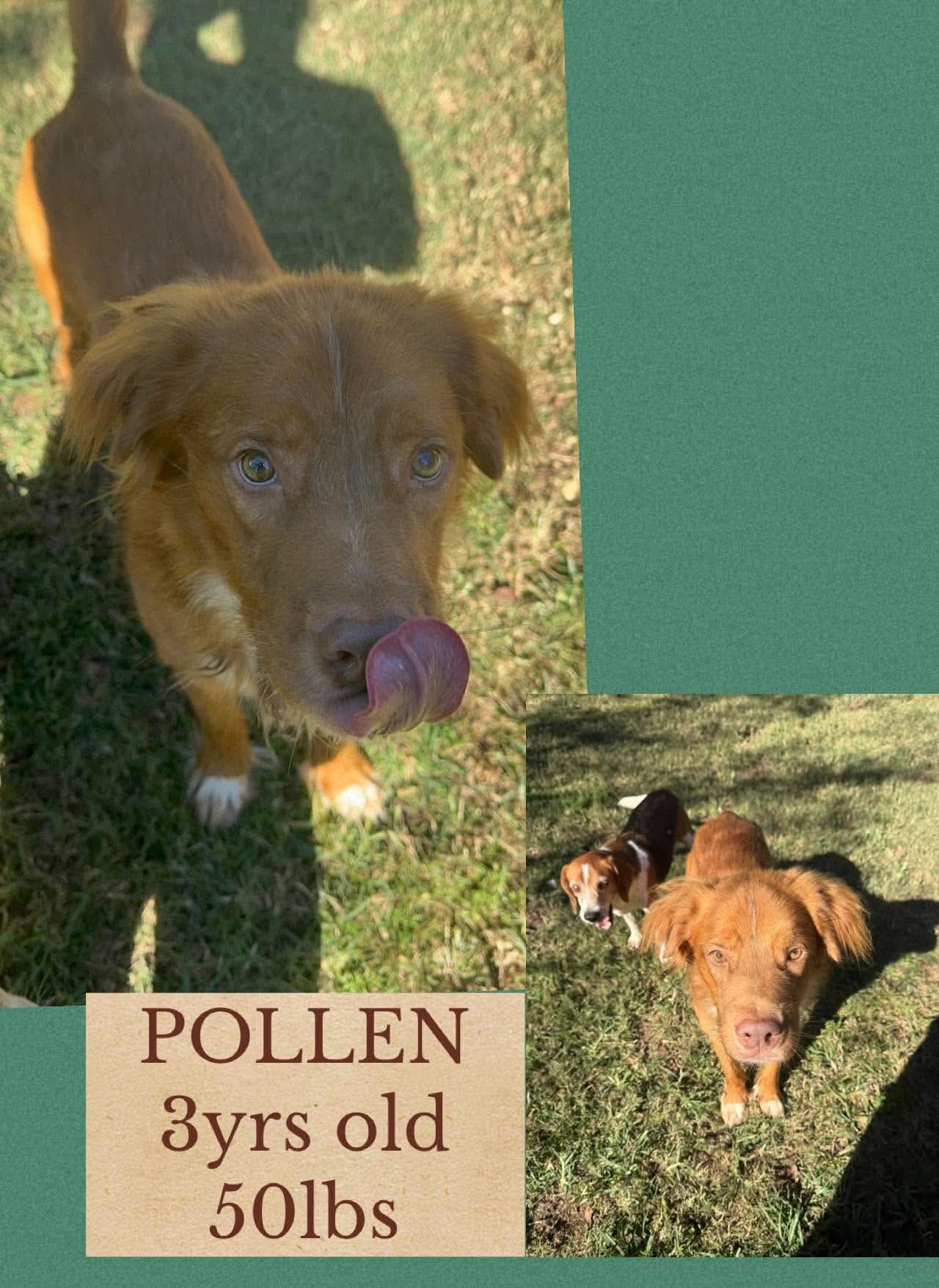 Pollen
