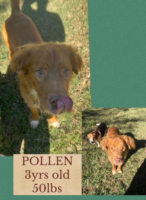 Pollen, Unknown breed