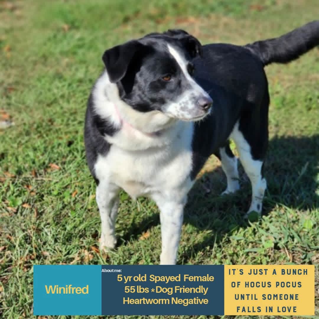 Winifred - Unknown
