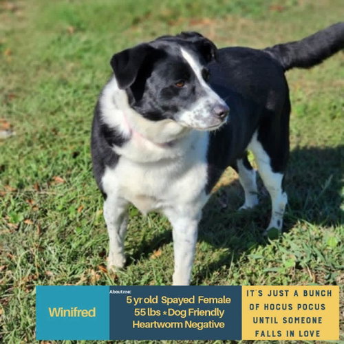 Winifred, Unknown breed