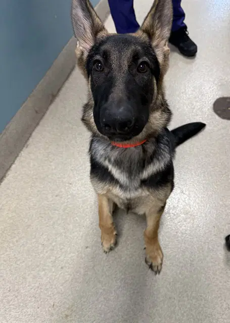 Sebastian - German Shepherd Dog