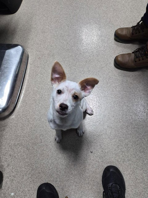WINNIE