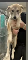 Melody - Husky