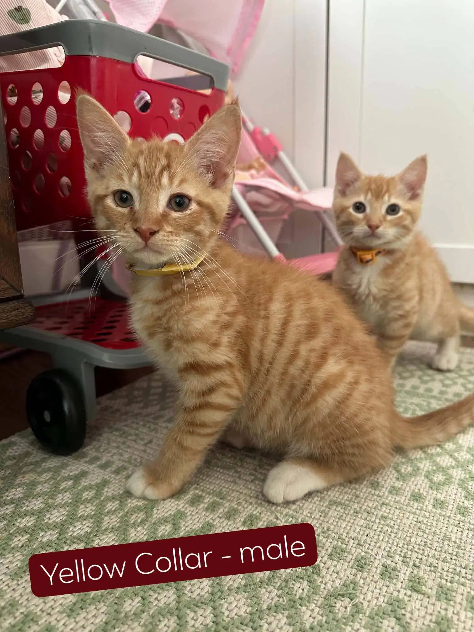 Velcro - Domestic Short Hair