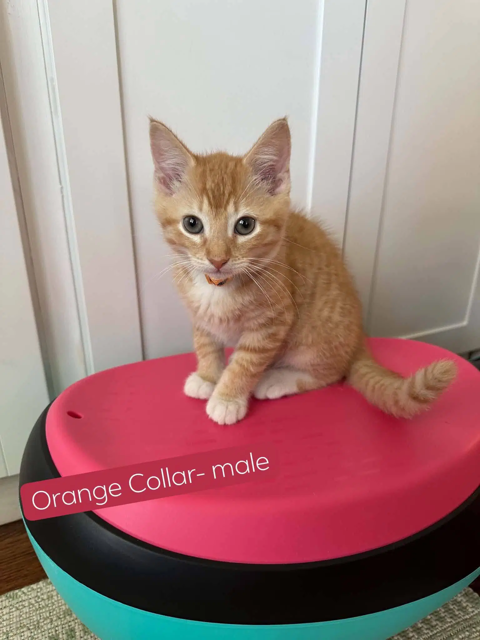 Roo - Domestic Short Hair