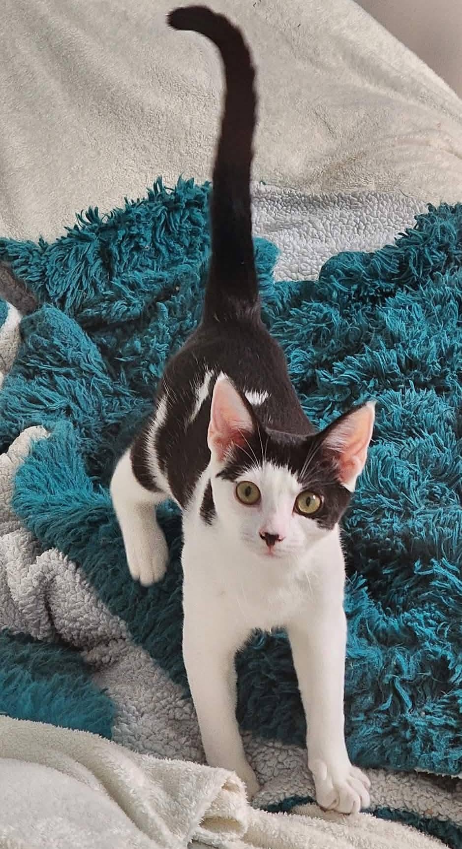 Gloria - Domestic Short Hair