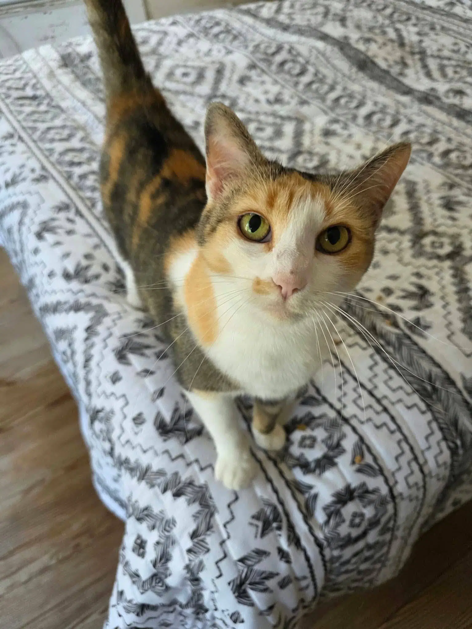Evie - Domestic Short Hair