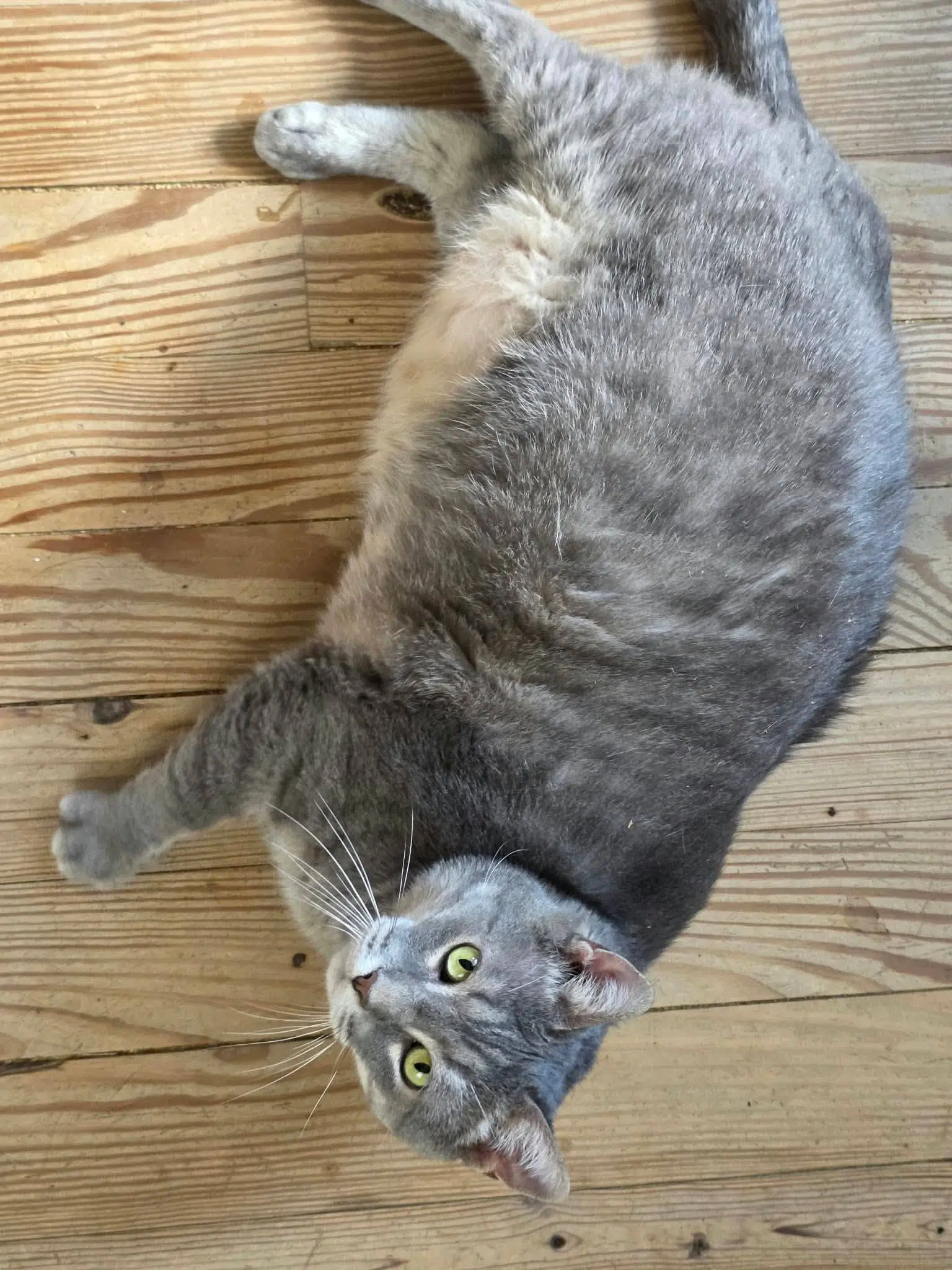 Jasper - Domestic Short Hair