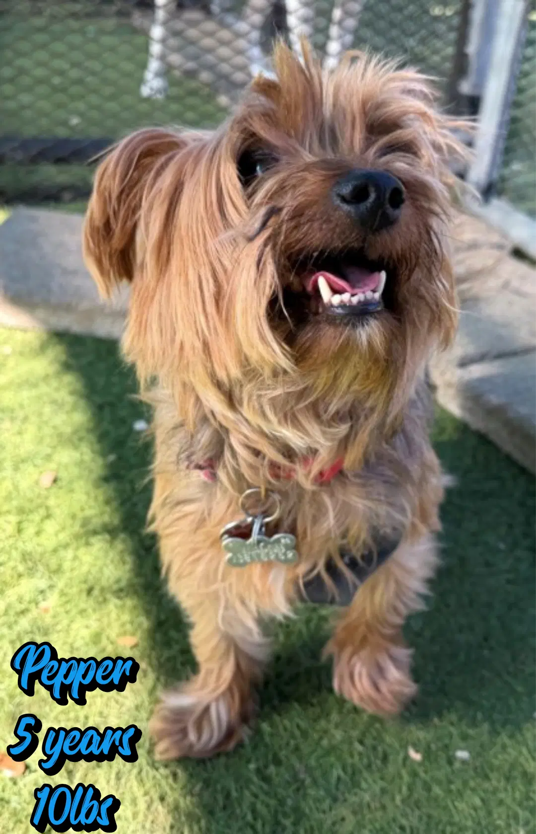 Pepper - Yorkshire Terrier Yorkie