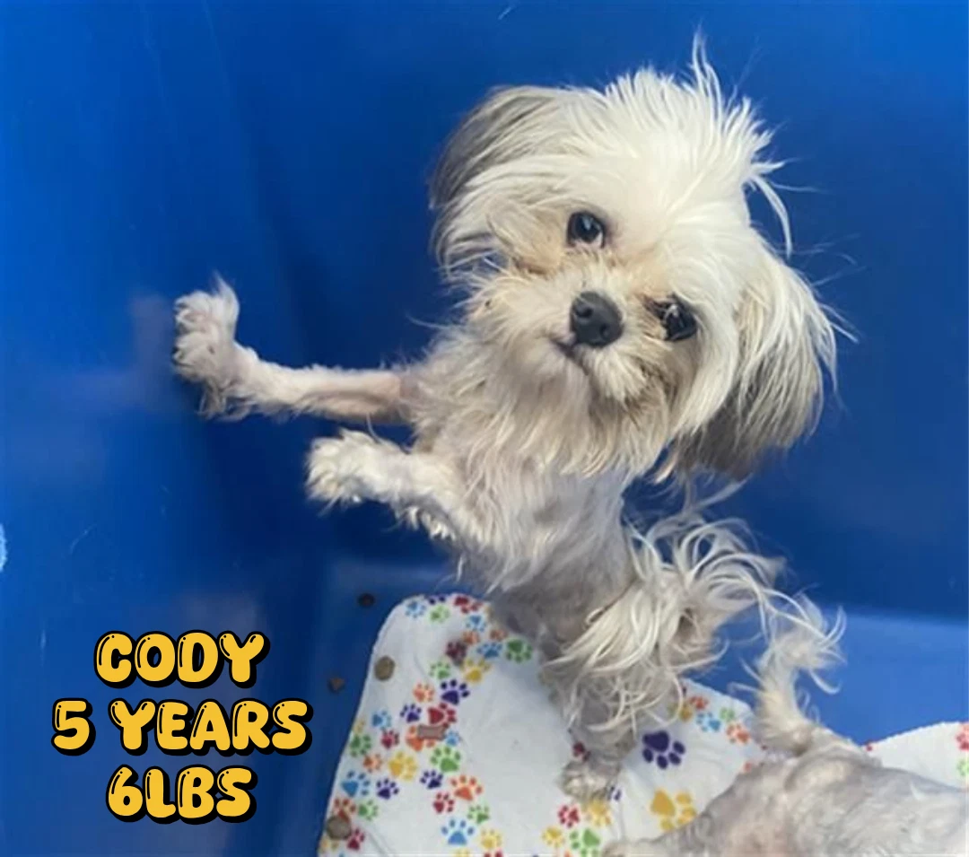 Cody